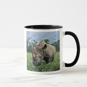 Black Rhinoceros, Diceros bicornis, Kenya Mug