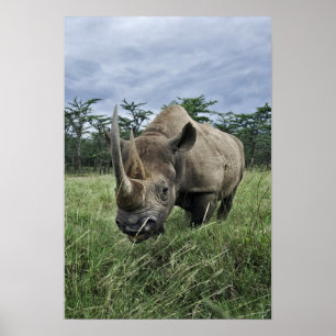 Black Rhinoceros, Diceros bicornis, Kenya Poster