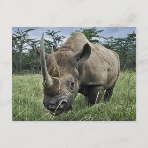 Black Rhinoceros   Kenya Postcard