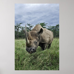 Black Rhinoceros Kenya Poster