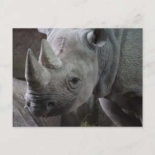 Black Rhinoceros Photo Postcard
