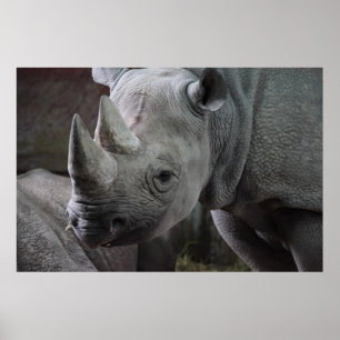 Black Rhinoceros Photo Poster