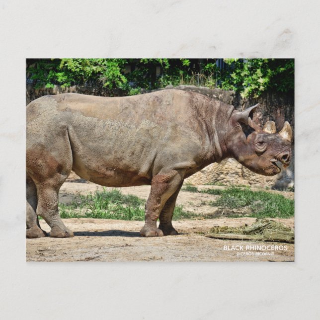 Black Rhinoceros [Postcard] ポストカード Postcard (Front)
