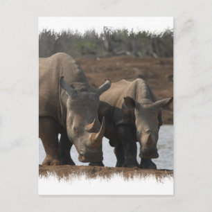 Black Rhinos Postcard