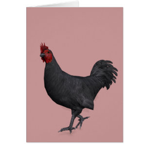 Black Rooster