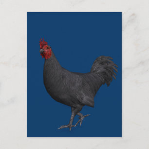 Black Rooster Postcard