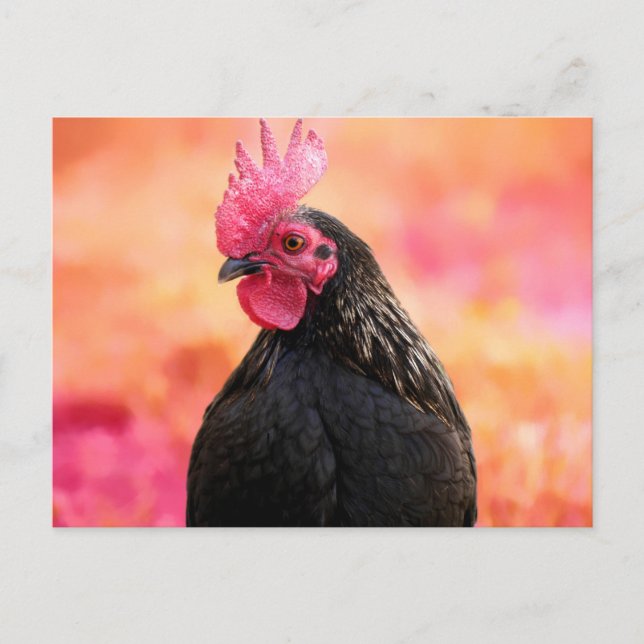 Black Rooster Postcard (Front)