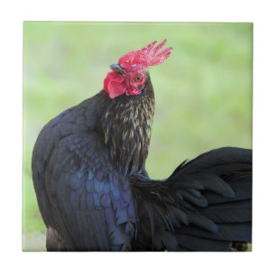 Black Rooster Tile