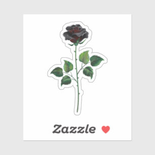 Black rose flower