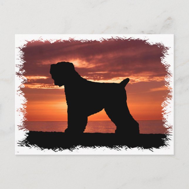 Black Russian Terrier Postcard (Front)
