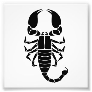 Scorpion Tattoo Art & Wall Décor | Zazzle Scorpion Tattoo Art & Wall Décor | Zazzle