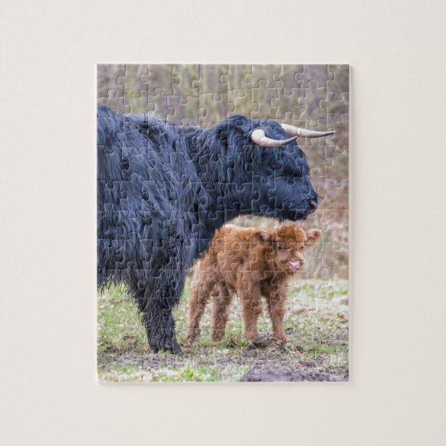 Black Scottish highlander mother cow with newborn Jigsaw Puzzle (Vertical)