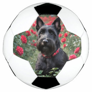Black Scottish Terrier In The Red Roses, Football