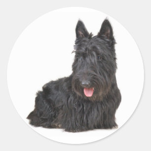 Black Scottish Terrier Puppy Dog Sticker / Seal