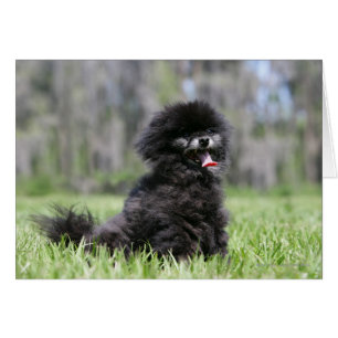 Black Senior Pomeranian