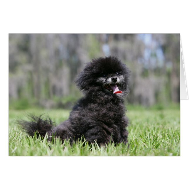 Black Senior Pomeranian (Front Horizontal)