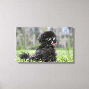 Black Senior Pomeranian Canvas Print