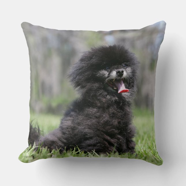 Black Senior Pomeranian Cushion (Front)