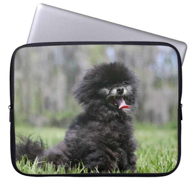 Black Senior Pomeranian Laptop Sleeve (Front)