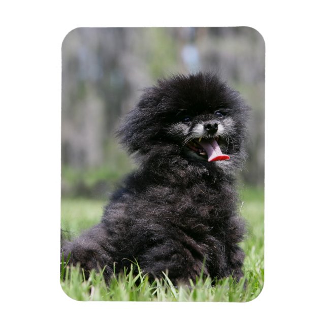 Black Senior Pomeranian Magnet (Vertical)