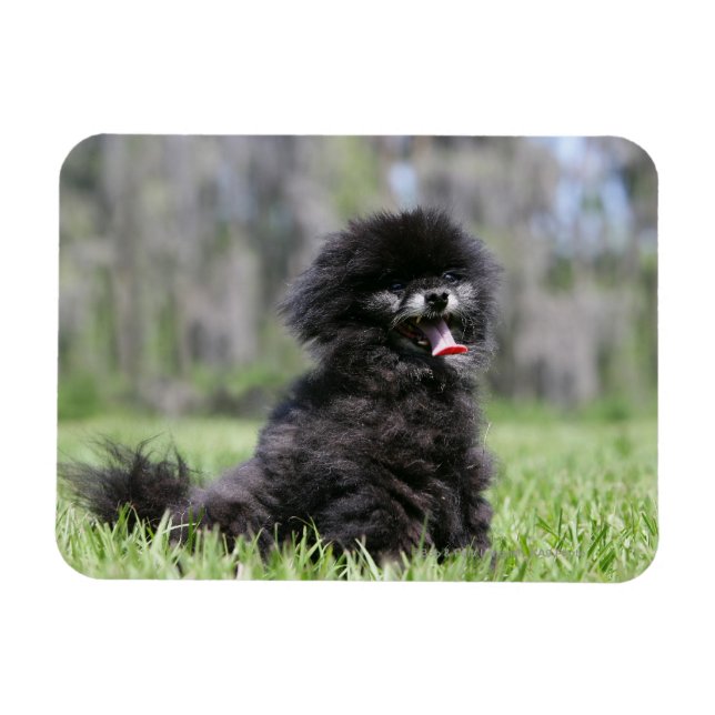 Black Senior Pomeranian Magnet (Horizontal)