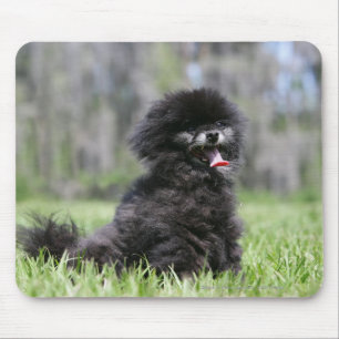Black Senior Pomeranian Mouse Mat