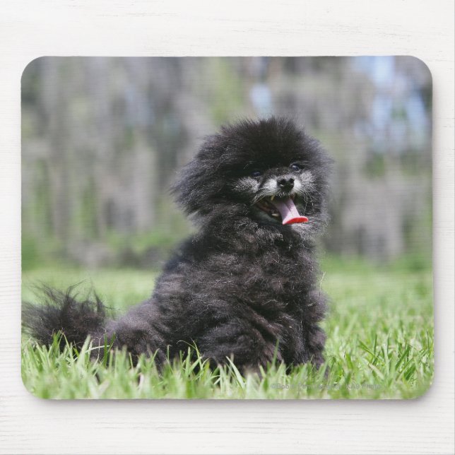 Black Senior Pomeranian Mouse Mat (Front)