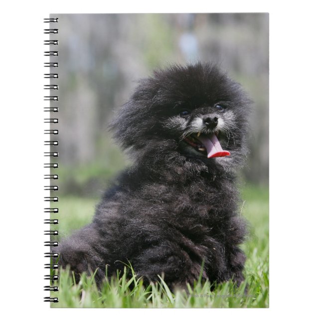 Black Senior Pomeranian Notebook (Front)
