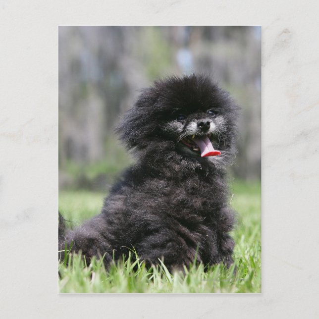 Black Senior Pomeranian Postcard (Front)
