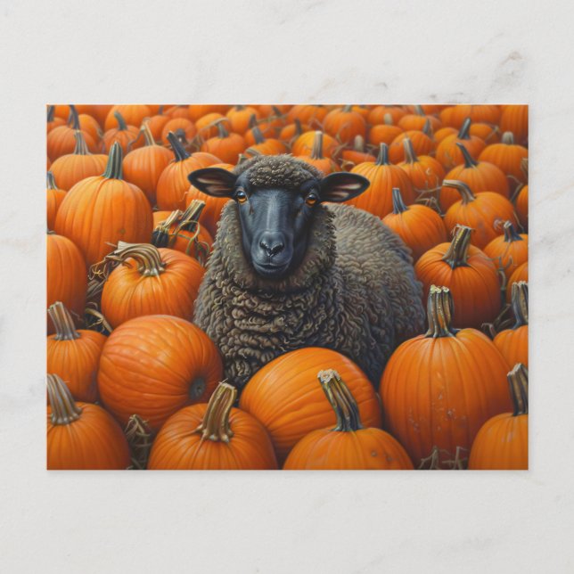 Black Sheep Autumn Pumpkin Patch Postcard (Front)