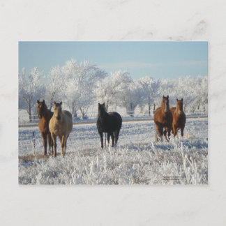 Black  Sheep Horse Postcard