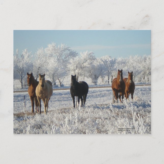 Black  Sheep Horse Postcard (Front)