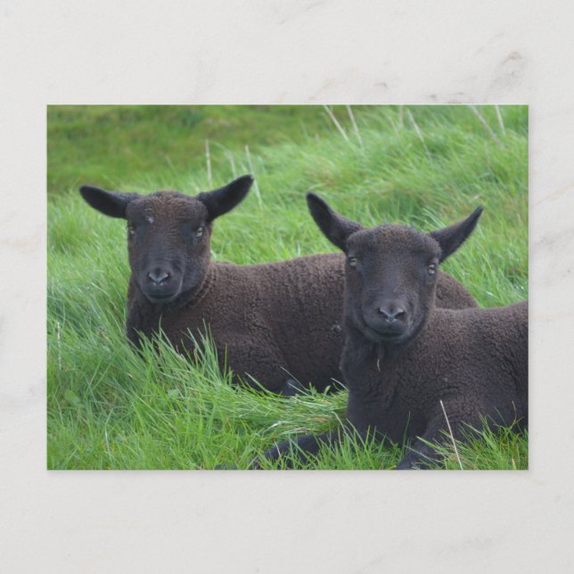 Black Sheep Postcard (Front)