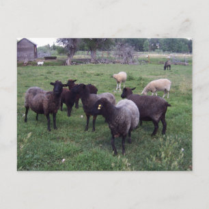 Black Sheep Postcard