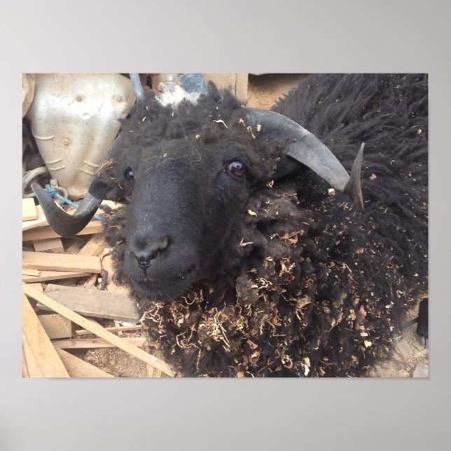 Black Sheep Poster (Front)