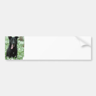 Black Shepherd Bumper Sticker