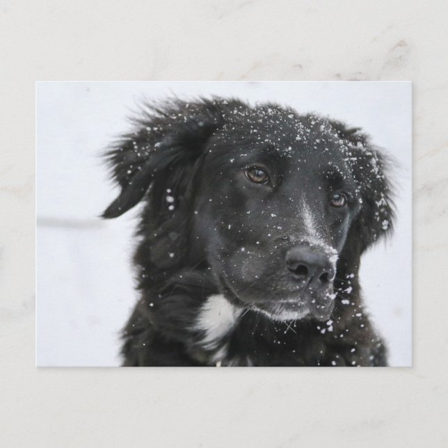 Black Shepherd Dog in the Snow Postcard (Front)