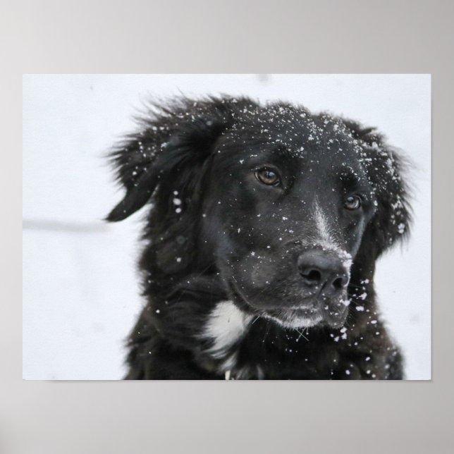 Black Shepherd Dog in the Snow Poster (Front)
