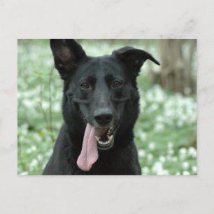Black Shepherd Postcard