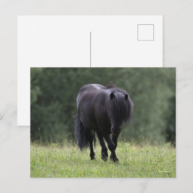 Black Shetland Pony Stallion Walking Postcard (Front/Back)