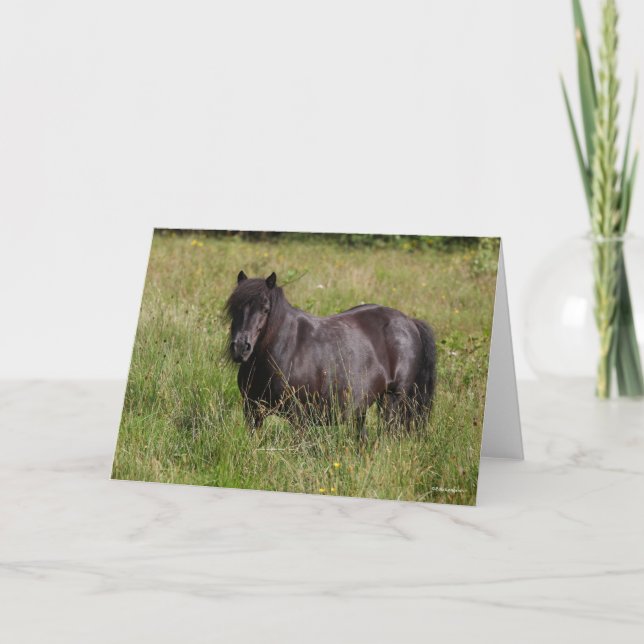 Black Shetland Stallion Standing In Grass Card (Front)