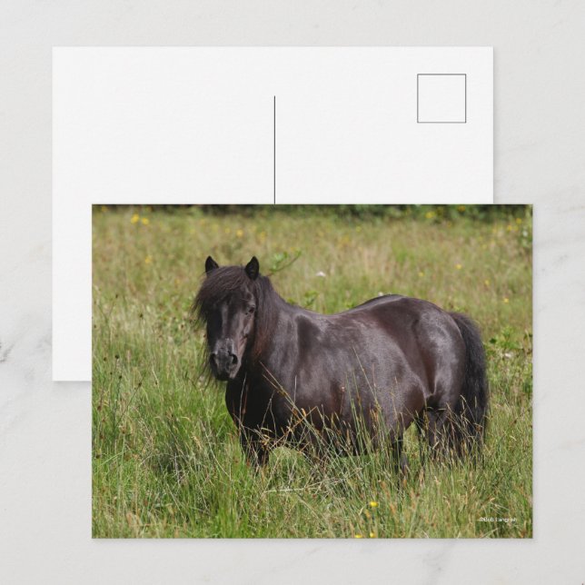 Black Shetland Stallion Standing In Grass Postcard (Front/Back)