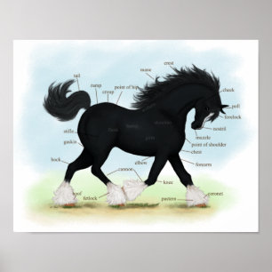 Black Shire Draught Horse Equine Anatomy Poster