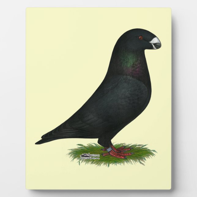 Black Show Racer Plaque (Front)