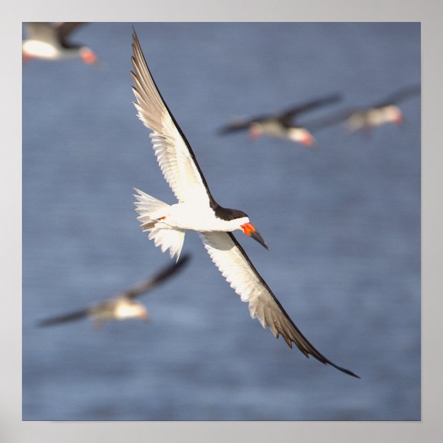 Black Skimmer Flying Poster (Front)