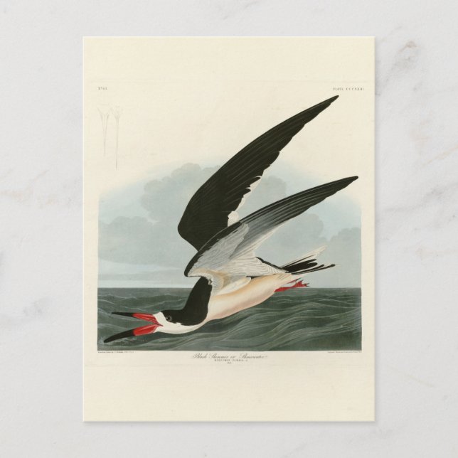 Black Skimmer, Shearwater Audubon Birds of America Postcard (Front)