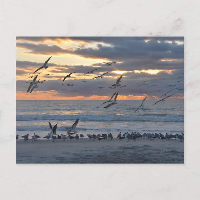 Black Skimmers Landing on a Florida Beach Postcard (Front)