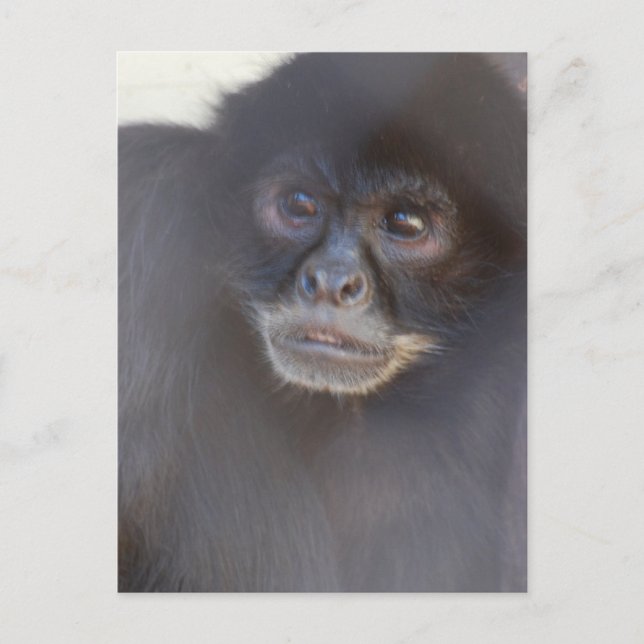 Black Spider Monkey  Postcard (Front)