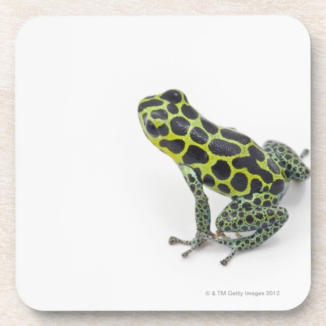 Black Spotted Green Poison Dart Frog Coaster (Front)