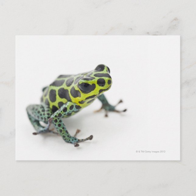 Black Spotted Green Poison Dart Frog (Ranitomeya Postcard (Front)